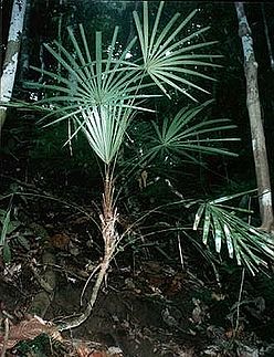 LICUALAPARVIFLORA.jpg