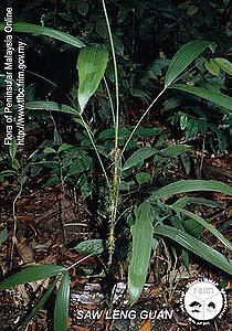Daemonorops-macrophylla---Habit.jpg