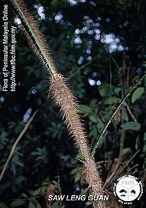 Daemonorops-macrophylla---Thorn.jpg