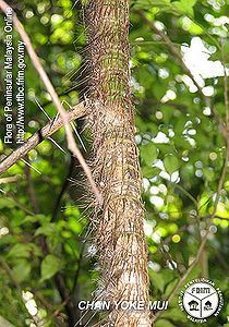 Daemonorops-macrophylla---Thorn(iii).jpg