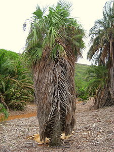 Brahea aculeata - Koko Crater Botanical Garden - IMG 2345.JPG