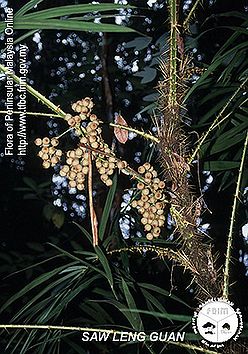 Daemonorops-periacantha---Infructescence.jpg