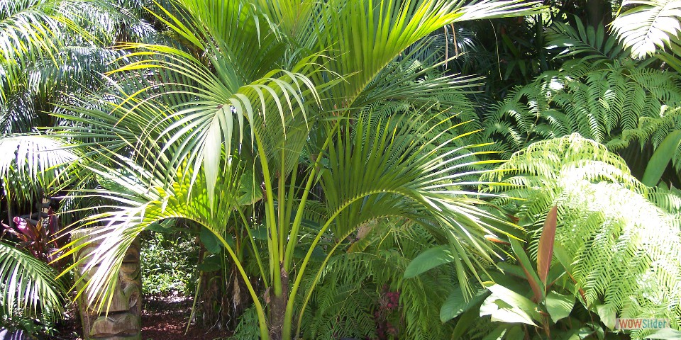 Howea belmoreana