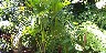 Howea belmoreana