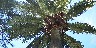 Jubaea chilensis