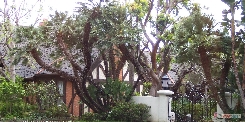 Huge Chamaerops