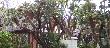 Chamaerops_huge_BH