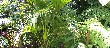 Howea_belmoreana_Ouer