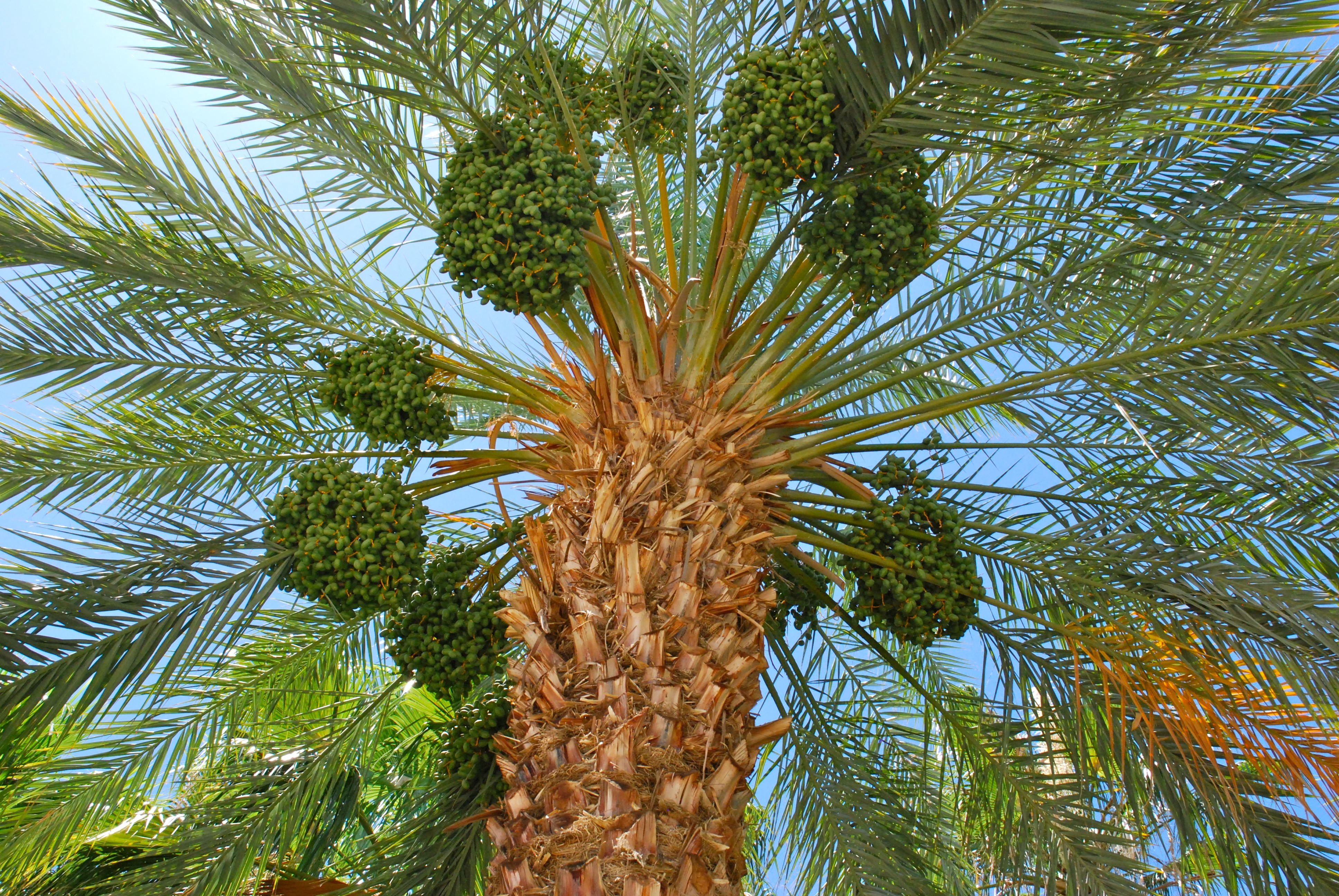 Как подстричь финиковую пальму