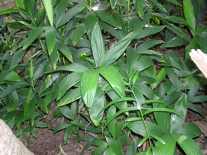 File:Chamaedorea stolonifera Whtclk.jpg