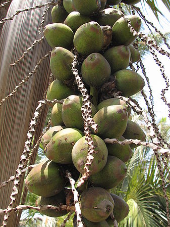 Parajubaea cocoides - Palms For California