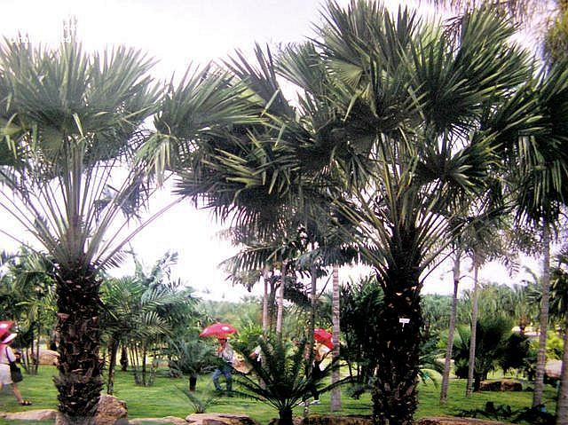 File:Fffb7c.jpg