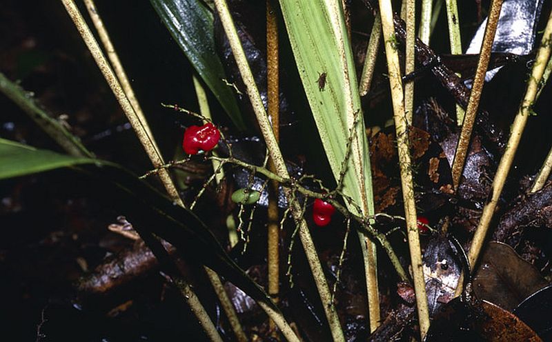 File:7a5ae69e-cede-4118-b800-548a5e65a580.jpg