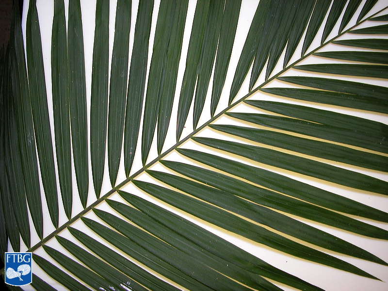File:Calamus longipinna blad.jpg