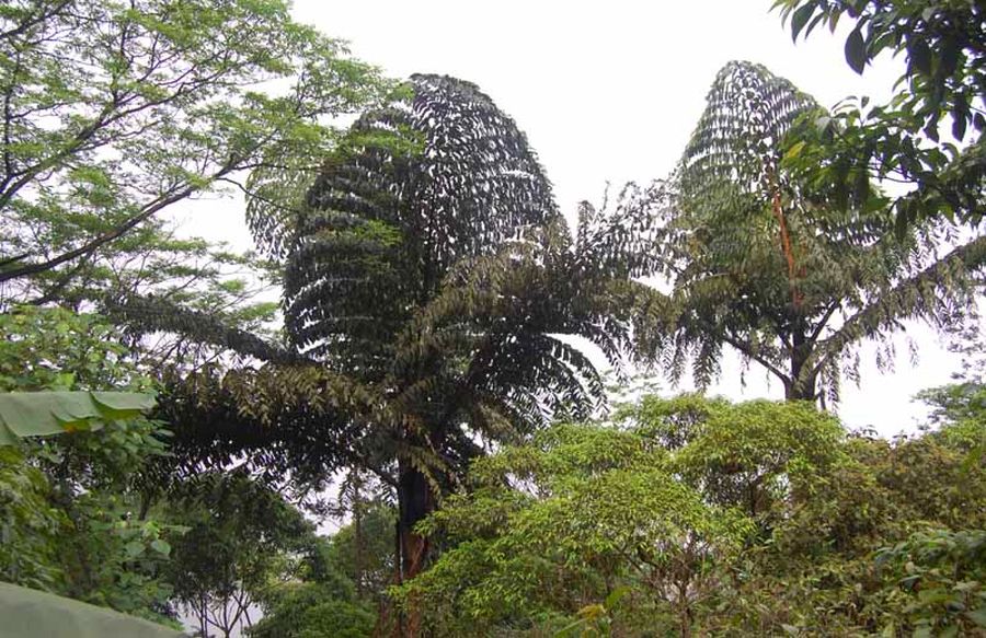 Caryota obtusa - Palmpedia - Palm Grower's Guide