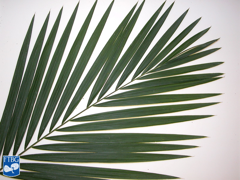 File:Calamus longipinna blad top.jpg