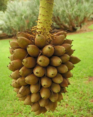 File:Attbu0004.jpg
