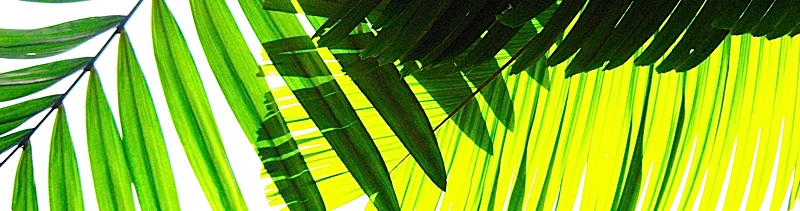Banner1A.jpg