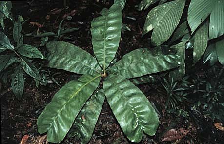 File:Pinanga ridleyana02.jpg