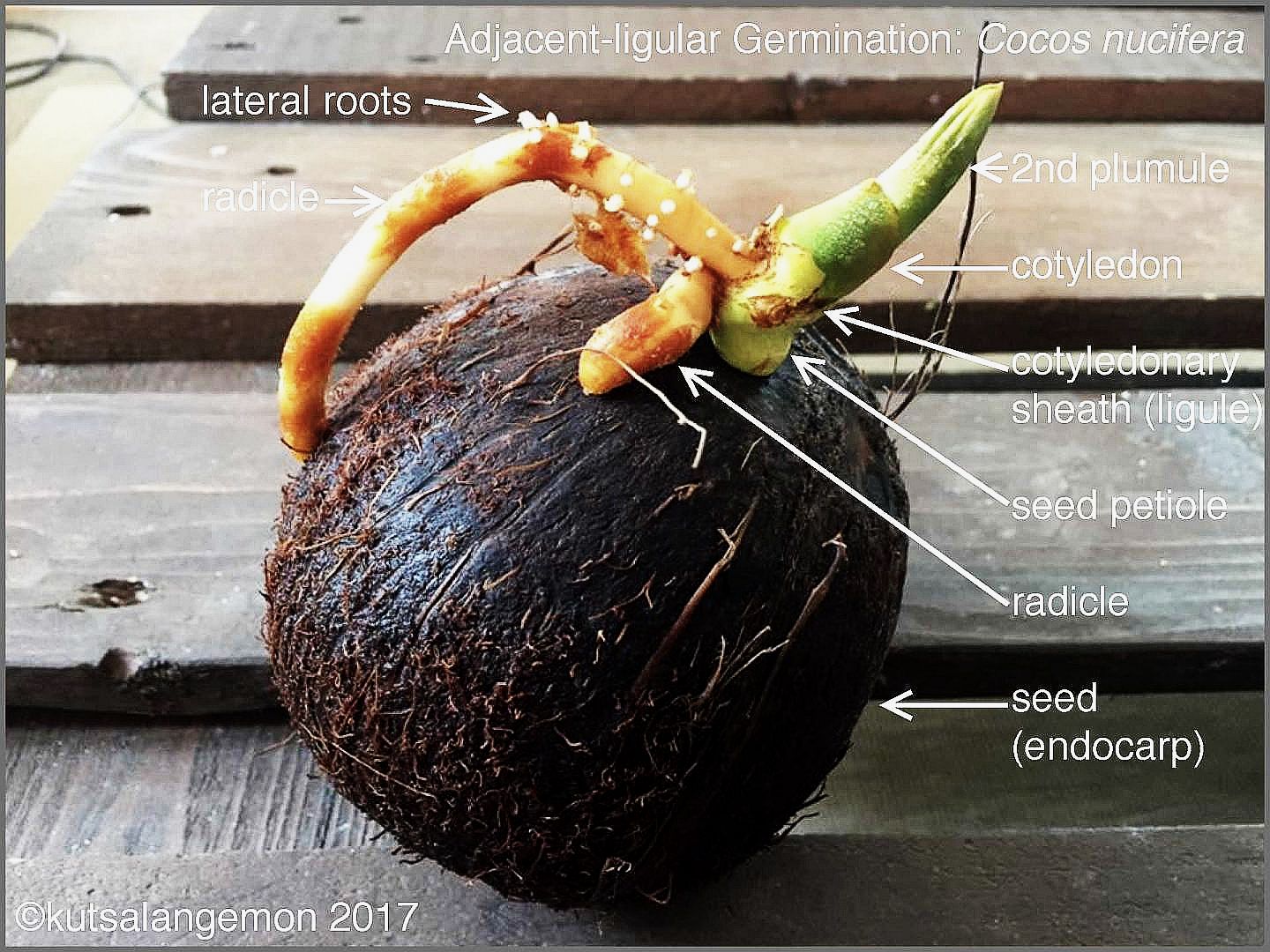 Growing Coconuts
