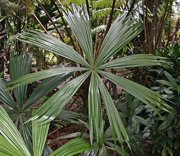 File:Chelyocarpus ulei leaf.jpg