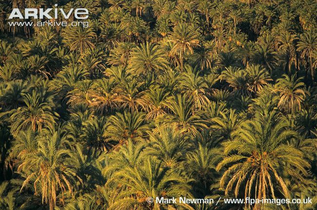 Date-palm-forest.jpg