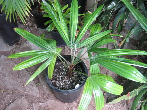 File:IMG 0303.jpg