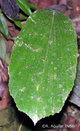File:Leaf33.jpg