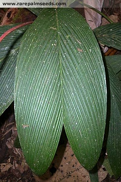 File:CalPan2.jpg