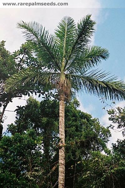 File:DypBej2.jpg