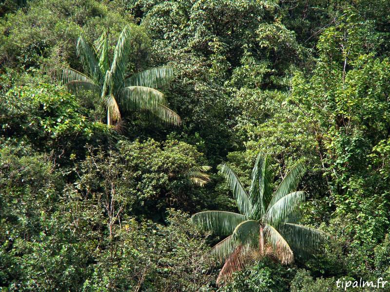 File:Euterpe broadwayi guad1.jpg