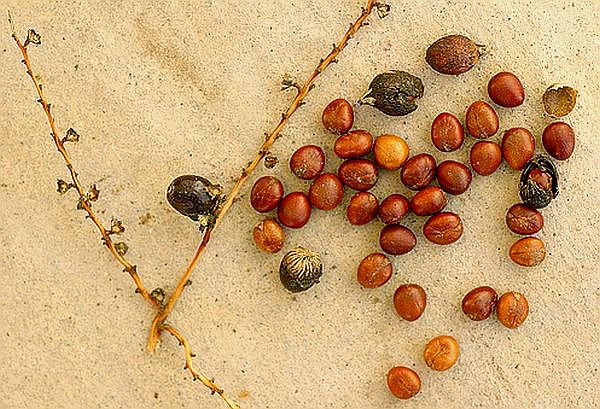 Washintonia robusta fruit and seeds.jpg