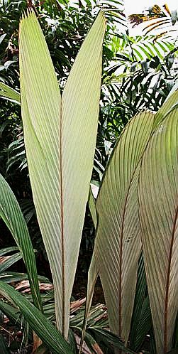 File:Salacca multiflora leaf.jpg