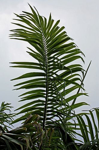File:Roystonea oleracea leaf.jpg