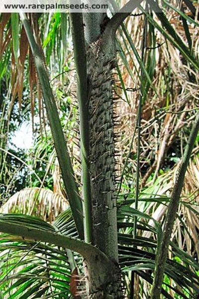 File:CalDie2.jpg