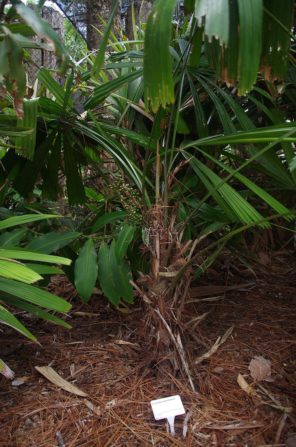 Mackay Botanic Garden, QLD, 04/11/14. Photo by Russell Cumming.