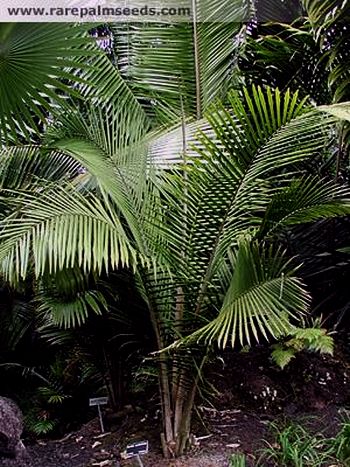 File:RavSam.jpg