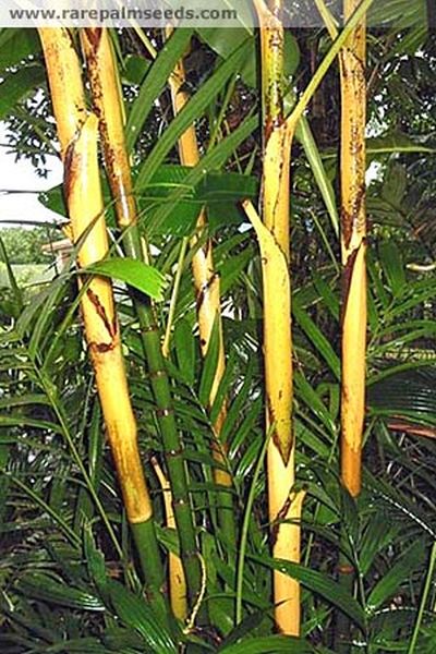 File:PinDic2.jpg