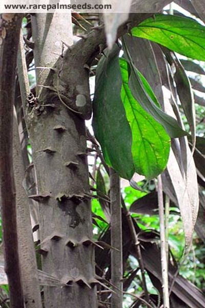 File:CalSci2.jpg