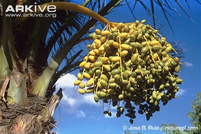 Fruits-developing-on-date-palm.jpg