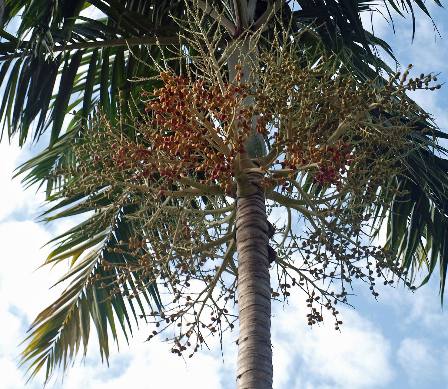 Ропалостилис Пальма. Карпентария Пальма. Ропалостилис Бауэра. Крехимба семейство пальмовые.