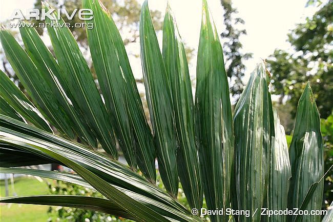 Kentiopsis-oliviformis-leaf-detail.jpg