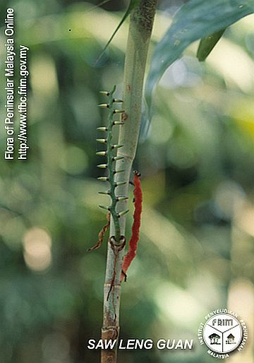 File:Pinanga-limosa---Infructescence(ii).jpg