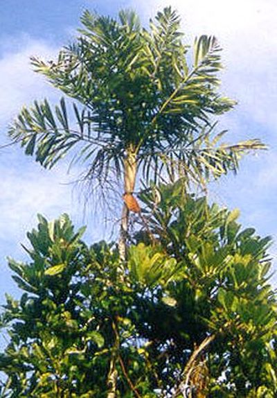 File:DypSahz.jpg