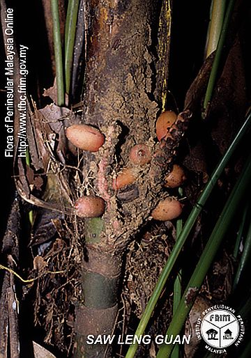 File:Pinanga-palustris---Fruits.jpg