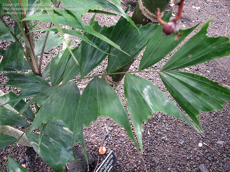 File:5bc3da.jpg