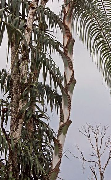 File:Plectocomia elongata stem.jpg
