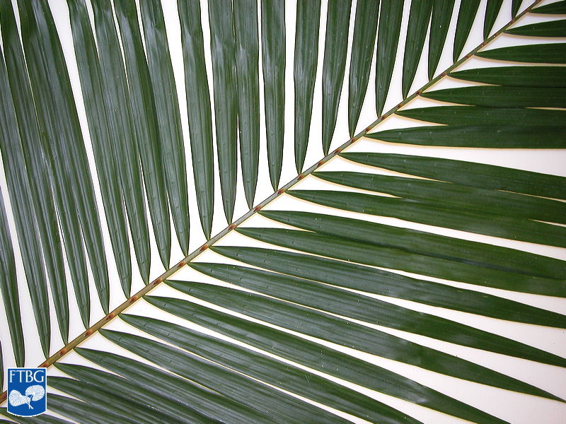 File:Calamus longipinna blad (2).jpg
