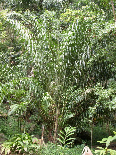 File:Salacca wallichiana pl YWV452008 N107 2.jpg
