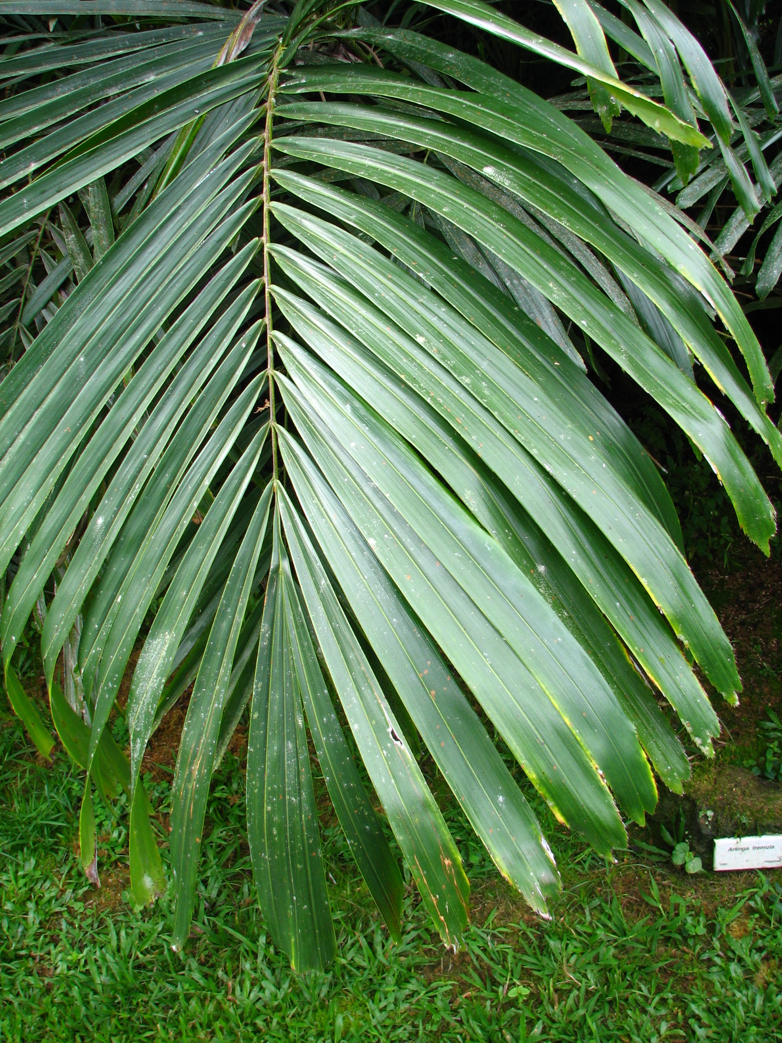 Листья похожие на пальму